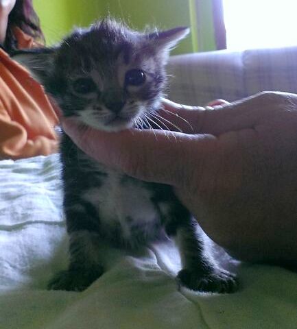 Grissom, gatito atigrado pardo tabby nacido en Marzo´14 en adopción. Valencia. ADOPTADO. 13610220685_d2ae945251