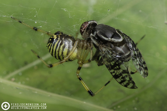 Zebra Smiley (Theridion zebrinum ♀) with Signal fly prey