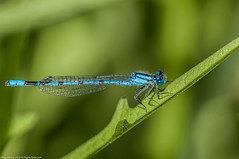 Common Blue Damselfly - male