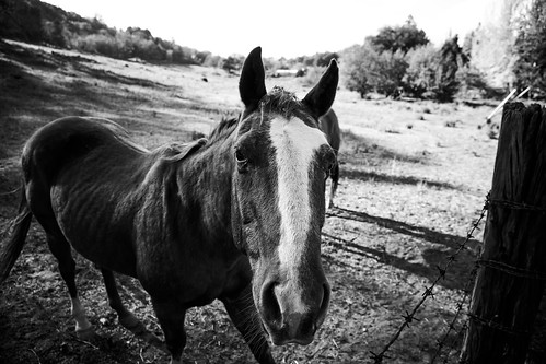 california portrait horses bw horse white black cute face up animal fence landscape julian eyes friend close farm background wildlife curious eys