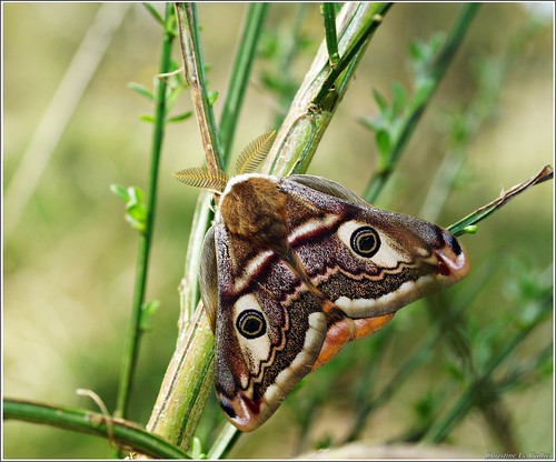 macro explore papillon insecte languidic paondenuit slta77vq sonyslta77vq