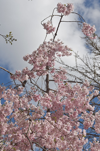 【写真】2014 桜 : 四天王寺/2021-03-19/IMGP5838