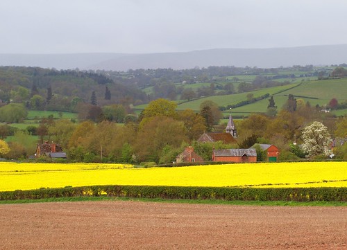 morning flowers trees england buildings spring britain churches villages soil april fields goldenvalley herefordshire steeples canola valleys brickbuildings stbartholomewschurch stonebuildings welshborders claysoil vowchurch churchofstbartholomew rapeseedoilplants