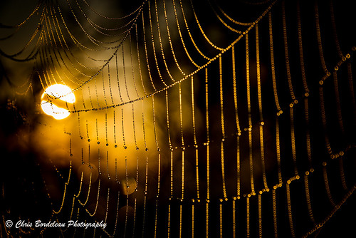 morning sun macro wet beautiful yellow closeup sunrise outdoors gold dawn golden spider dewdrops dusk web spiderweb peaceful cobweb dew cobwebs webbed