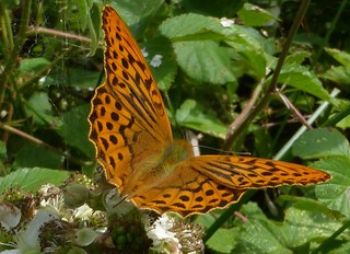 Silver-washed fritillary male