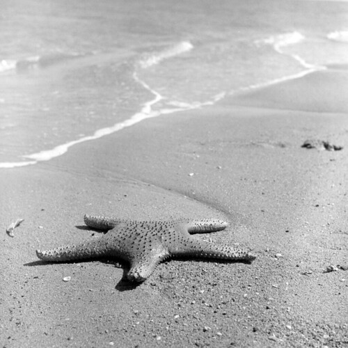 Giant Starfish