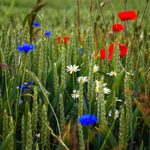 summer flower nature germany bayern deutschland bavaria sommer natur blumen kamille korn kornblume mohn weizen canon6d blichb moorenweis