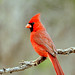 3rd Place - Novice - Terry Guthrie - Northern Cardinal