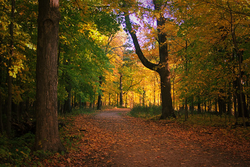 autumn trees fall leaves yellow forest illinois path sony fallfoliage trail alpha wishbone a500 riverwoods lakecountyforestpreserve desplainesrivertrail