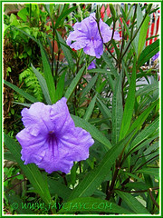Ruellia simplex 'Purple Showers' (Britton's Wild Petunia, Mexican Petunia/Bluebell) in the neighbourhood, 21 Dec 2011