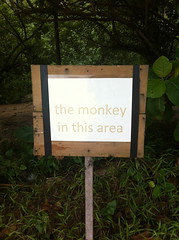 the monkey in this area