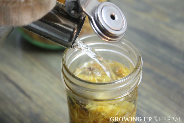Learning Herbs: June Herb Challenge – Week 3 | GrowingUpHerbal.com | Calendula Essential Oil, Infusions, & Poultices