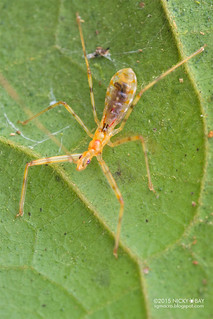 Assassin bug nymph (Reduviidae) - DSC_5331