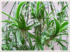 Baby Spider Plants of Chlorophytum comosum 'Variegatum' (White/White-edged Spider Plant, Variegated Spider Ivy, Ribbon/Airplane Plant)