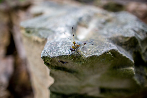 stone canon eos dragonfly ii usm stein libelle f14l ef24mm 5dmarkiii