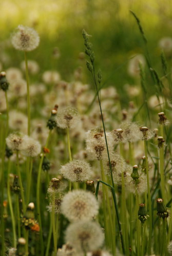 summer green grass june suomi finland hanko nordic dandelions hangö sooc