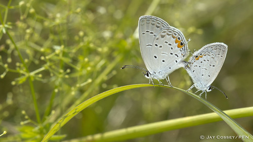 blue ontario butterfly mating macrophotography behaviour insecta kawarthalakes easterntailedblue cupidocomyntas lepidopterabutterfliesmoths photographerjaycossey victoriaco