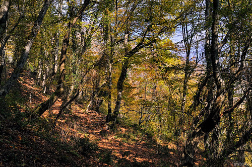 wood mountains nature forest nikon d90