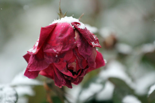 rose in snow