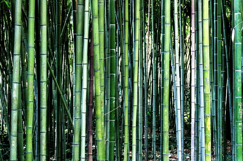 city france green vertical jardin bio montpellier vert bamboo canes botanicalgardens bambou auvergne languedocroussillon herault jardindesplants bambuseae olyreae arundinarieae