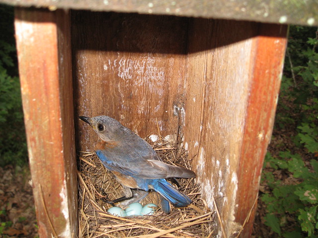 Blue Bird in  one of Donna's boxes at Lake Anna State Park
