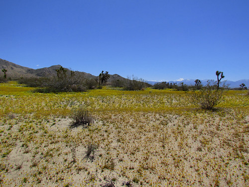 california park camping butte desert state hiking mojave poppy lancaster wildflowers saddleback
