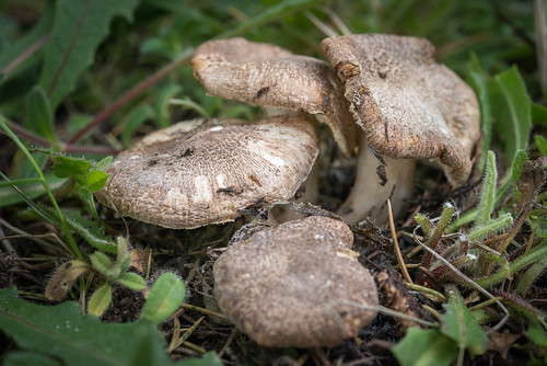 france macro fungi printemps vienne champignon châtellerault mycota mycètes régnedesmycotaetdesfungi