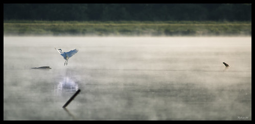 fog nikon missouri egret d800 stcharlescounty augustabuschmemorialconservationarea ©copyright 400mmnikkor