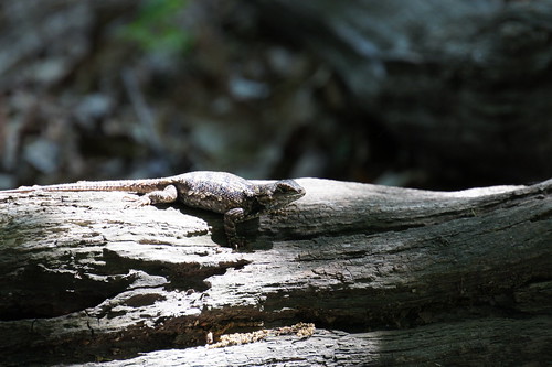 Lizard, Maryland Heights Trail