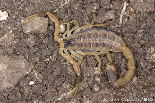 arachnida cavernsofsonora macrophotography naturephotography photographerjaycossey scorpion texas
