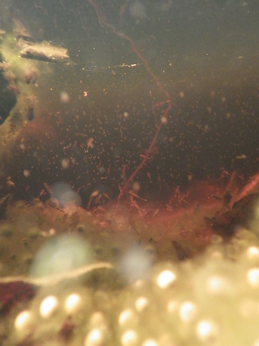 bedfordcnhi bedfordcounty vernalpools sgl41 spring fairyshrimp eubranchipus woodfrogeggs zooplankton