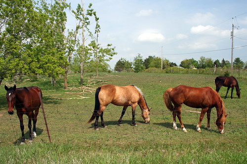 horses ontario oakhill