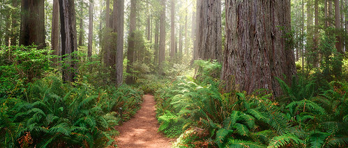 redwoods redwoodnationalpark ladybirdjohnsongrove grove trees forest wald california kalifornien usa nature natur landscape landschaft