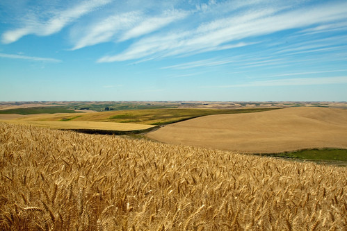 blue summer canon eos rebel golden farm grain harvest sunny hills fields palouse canonef24105f4lisusm t1i