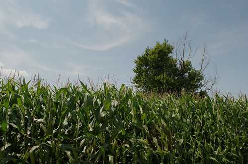 rural illinois corn farmland agriculture mcleancountyillinois august2013
