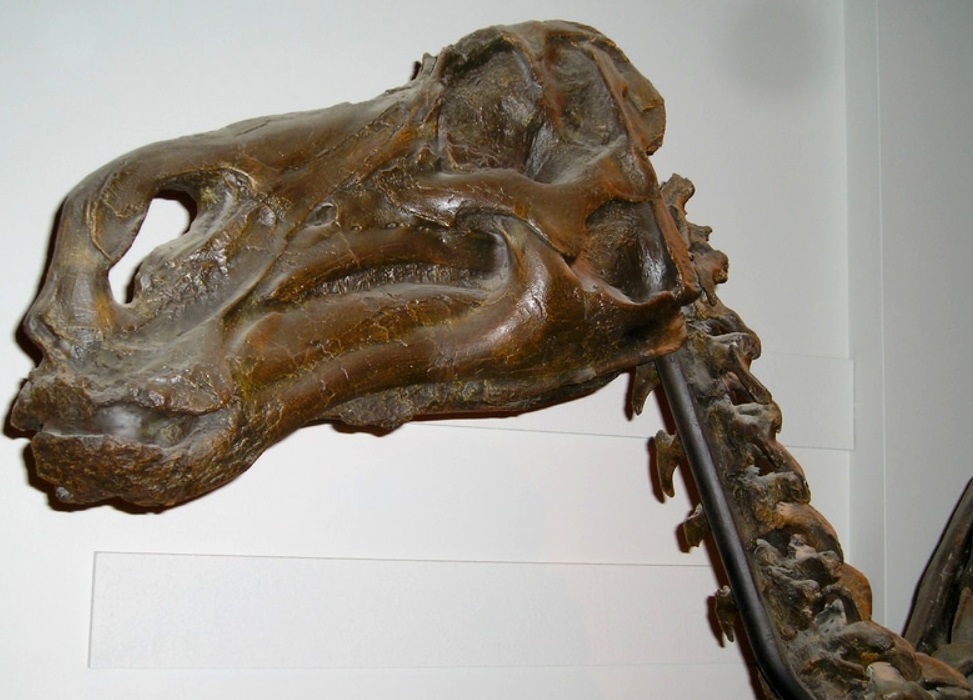20. Cráneo de un Hadrosaurio, similar a los encontrados en Montana. Autor, Keith Schengili-Roberts
