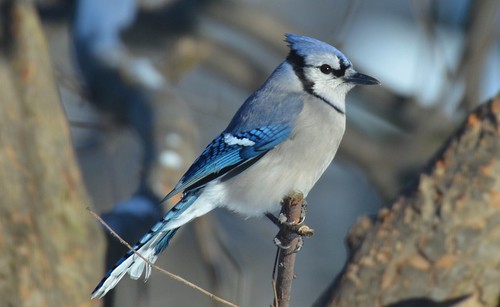 blue winter portrait snow detail nature birds jay feathers aves bluejay gleam feedertree jennypansing