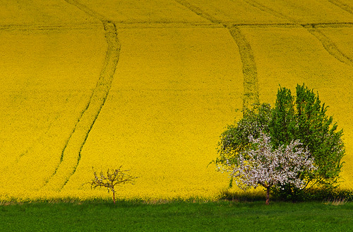 tree yellow germany deutschland spring hessen rape raps taunus baum limburg frühling rapeseed mensfelden linter elkaypics lutzkoch
