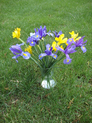 Irises from the Princeton Farmers Market