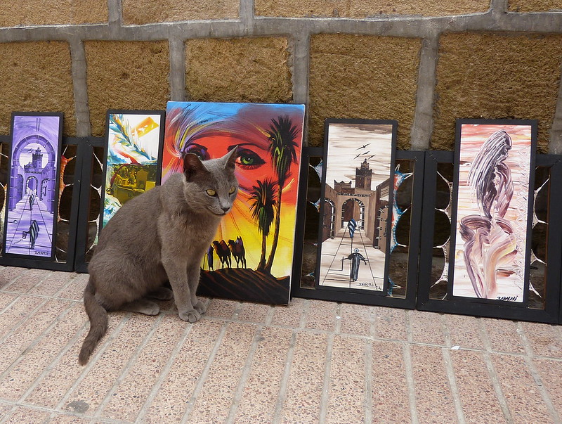 Cat in Essaouira, Morocco