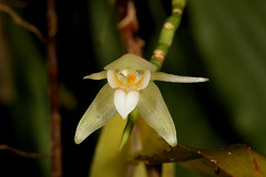 19 Coelogyne chanii - Poring Orchid Garden 2011-11-07 06