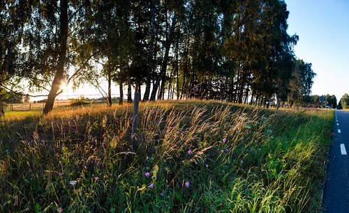 sunset grass skåne sweden sverige dike sandby scania solnedgång gräs skånelän vägkant canonef24mmf14liiusm canoneos5dmarkiii simrishamns