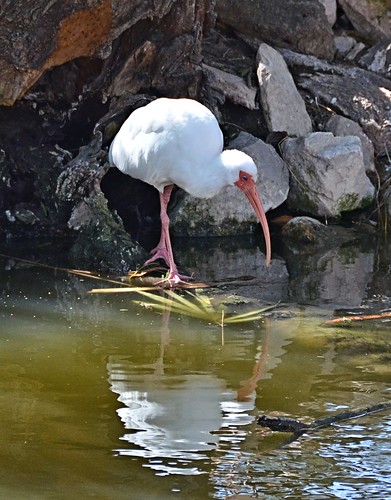 white bird zoo texas ibis whiteibis eudocimusalbus wading brownsville gladysporterzoo longbill curvedbill nikond7000 nikkor18to200mmvrlens