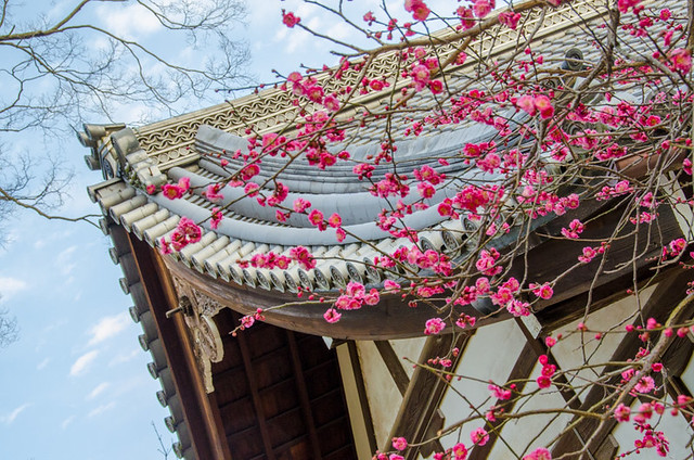 Cherry blossoms in Japan - Kitano-Tenman-gu shrine in Kyoto