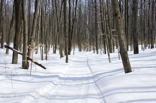 winter snow ontario rural forest landscape trail