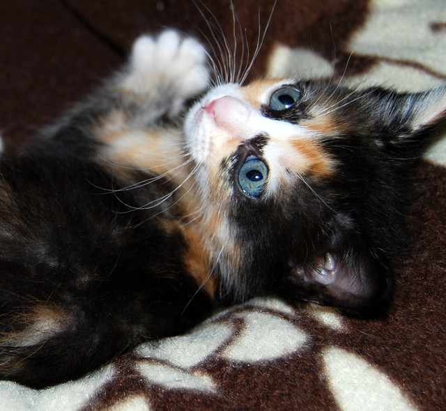 Kitty, exótica gatita tricolor de pelo semilargo, nacida en Abril´14, en adopción. Valencia. ADOPTADA. 14241184676_78d506c18d_z