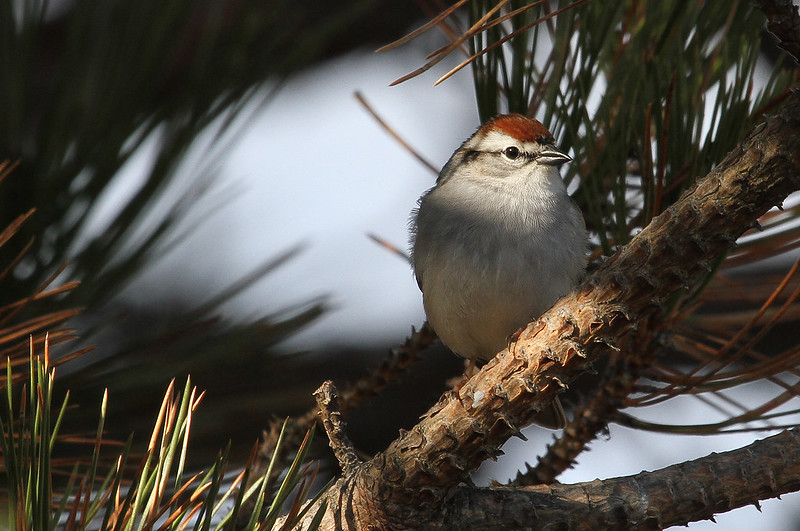 chipping sparrow2