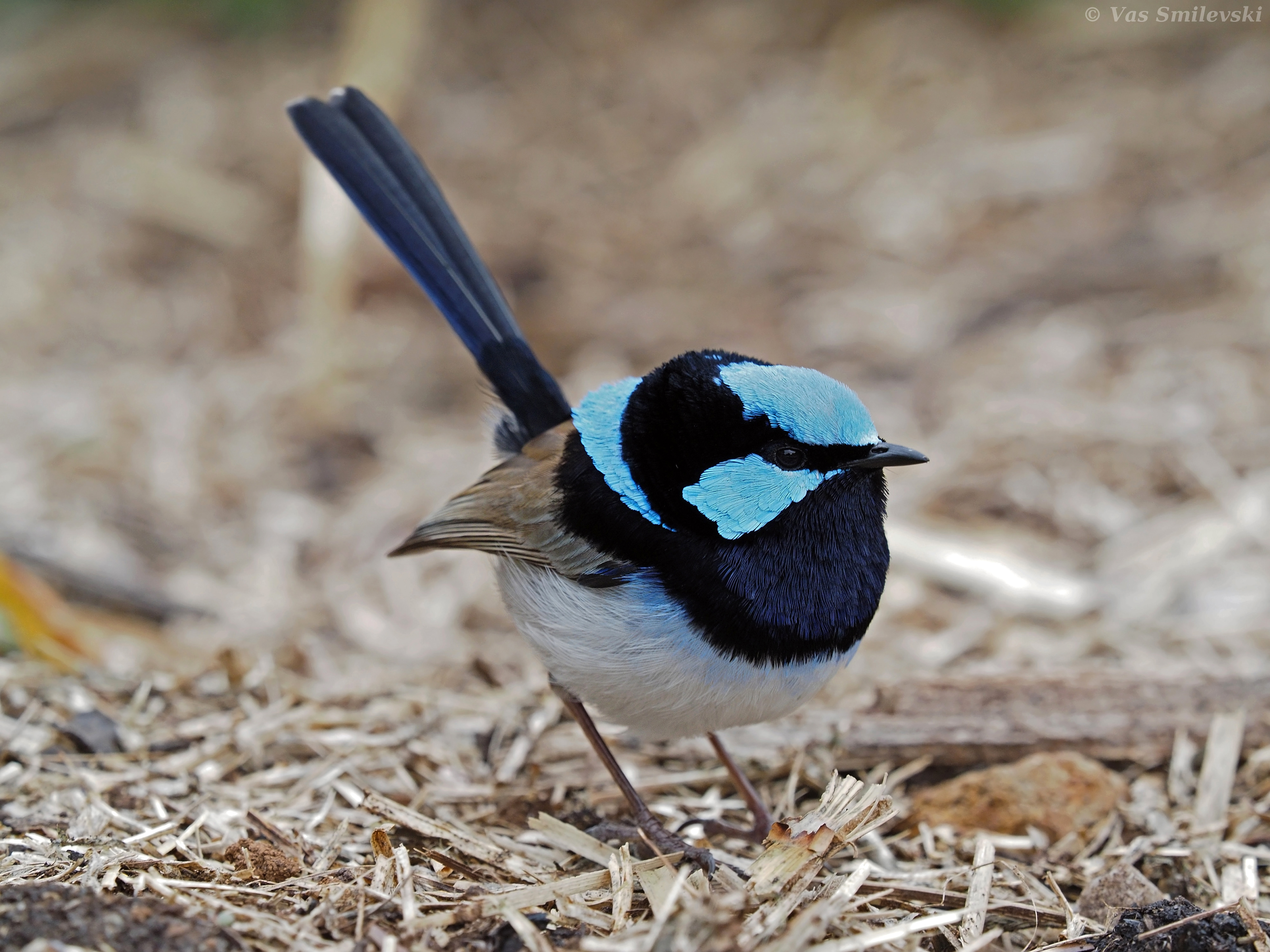 male-superb-fairy-wren-birds-in-backyards