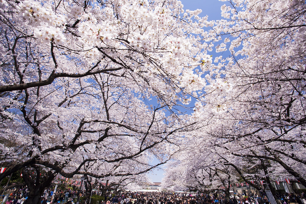 Cerisiers en fleurs, Parc Ueno, Tokyo