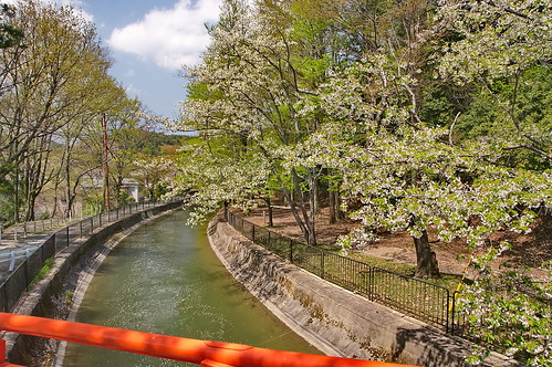 【写真】2013 桜 : 山科疎水/2020-09-19/IMGP9959
